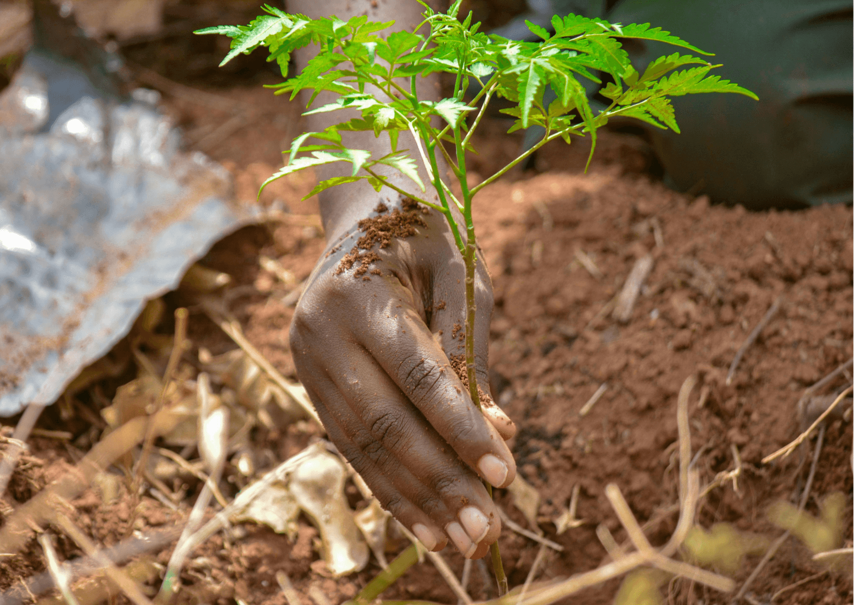 Agroforestry & Tree Planting